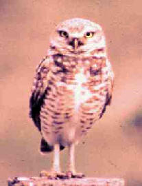 NA0202W4-owl1.jpg